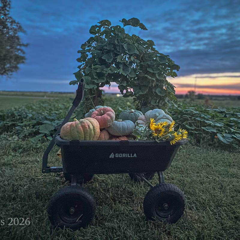 Elegant porch pumpkin display with seasonal flowers