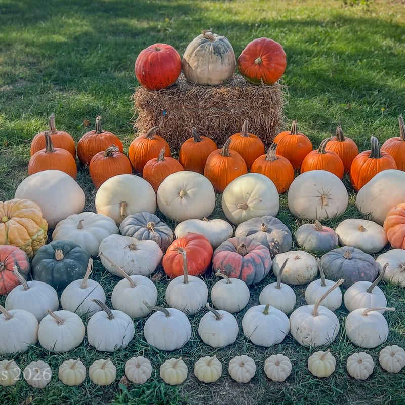 Elegant white pumpkin minimalist display